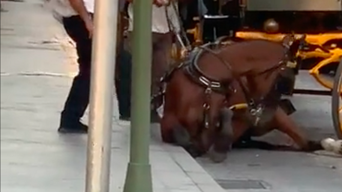 Denuncian en Sevilla el presunto maltrato a un caballo que se tiró al suelo del cansancio