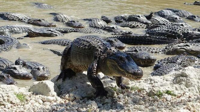 Dos caimanes matan a una anciana tras caer en un estanque en Florida