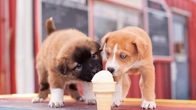 Los mejores helados para mascotas, una buena alternativa para combatir el calor del verano