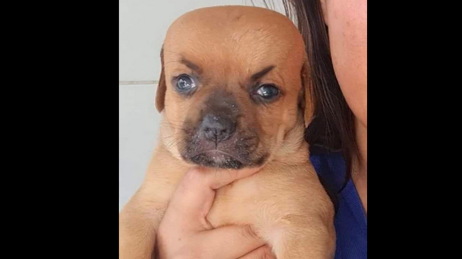 Chupete, el perro que nació con una extraña enfermedad conocida como Hidrocefalia y que provoca que tenga un extraño rostro