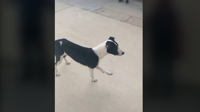 Un perro se mete en una clase de fitness y copia los ejercicios mientras le graban en vídeo