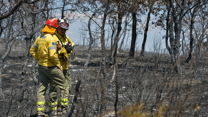 Zona afectada por el incendio en Humanes (Guadalajara)