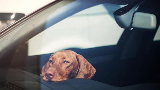 Rescatan en Ibiza a un perro que estaba encerrado en un coche con las ventanillas cerradas