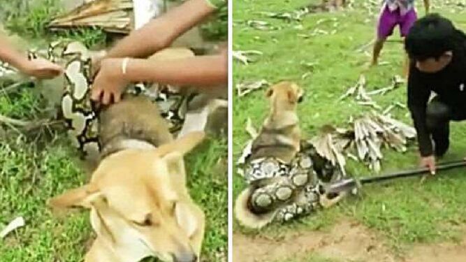 El escalofriante vídeo de unos pequeños héroes salvando a un perro de morir asfixiado por una serpiente