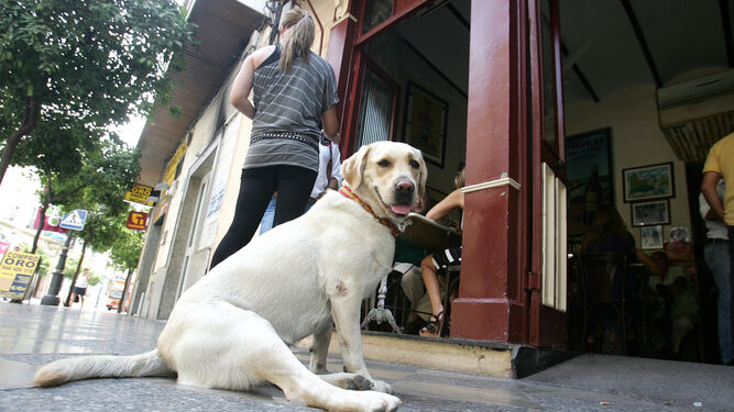Estos son algunos bares y restaurantes 'Pet friendly' en Sevilla.