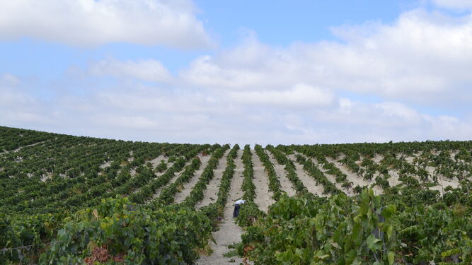 La Bodega Valdespino comienza la vendimia en su viña dePago de Macharnudo Alto