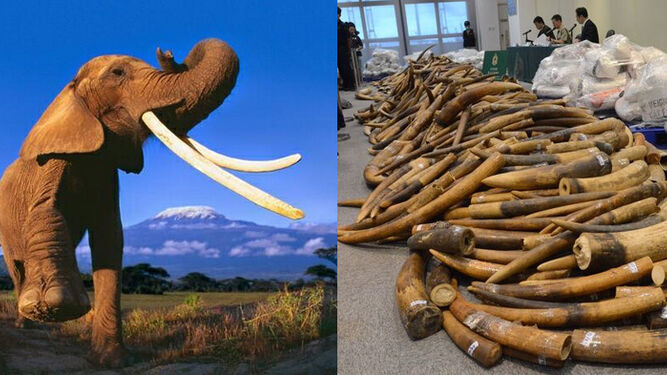 Cerca de 20.000 elefantes mueren cada año por el tráfico de marfil, según WWF