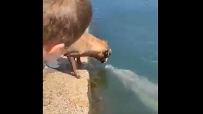 Este fue el momento exacto en el que este delfín decidió hacerse amigo de un perro