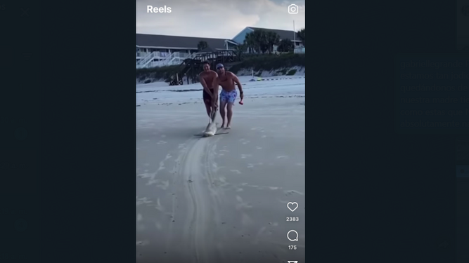 Dos hombres arrastran un tiburón por la playa y le clavan un cuchillo en la cabeza