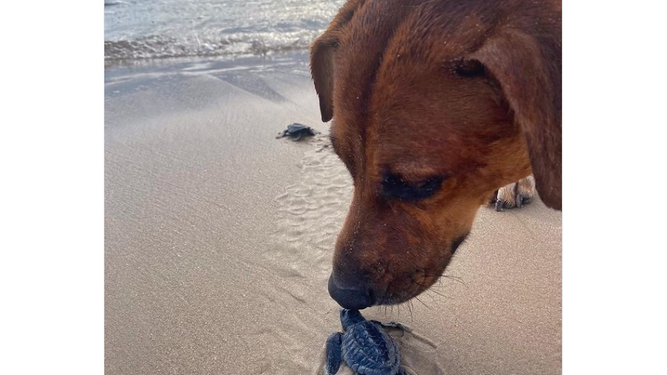 Un perro protege a las tortugas recién nacidas en la playa para que lleguen al mar
