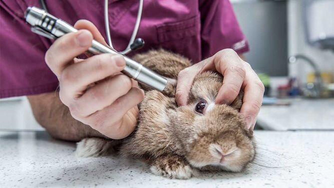 Cruelty Free Europe: Los ciudadanos de la UE exigen el fin de la experimentación con animales