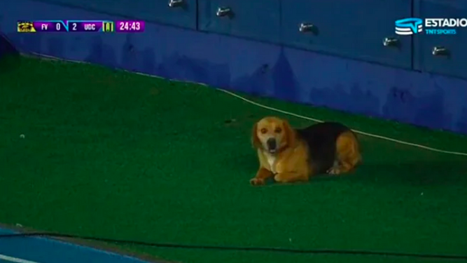 Encuentra a su perro desaparecido tras verlo en la televisión corriendo por un estadio de fútbol
