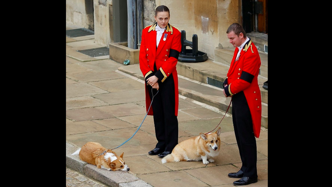 Los inseparables animales de la Reina Isabel II acuden a su entierro