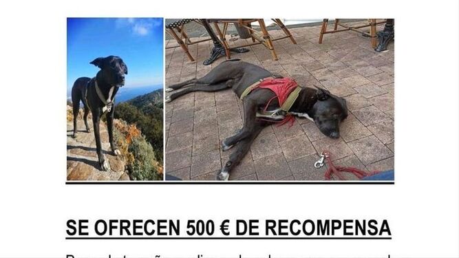 El emotivo encuentro en Valladolid un perro que había desaparecido hace 2 meses en Vitoria