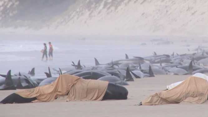 Mueren 200 ballenas tras quedar varadas en una playa de Australia