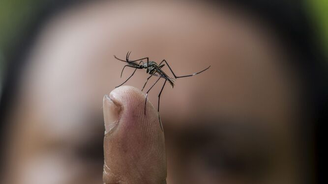 Un hombre muestra un mosquito en su dedo