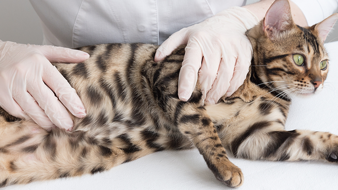 Todo lo que debes saber antes y después de esterilizar a tu gato