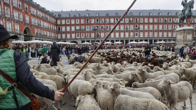 El centro de Madrid se llena de ovejas, cabras y pastores para celebrar la XXIX Fiesta de la Trashumancia