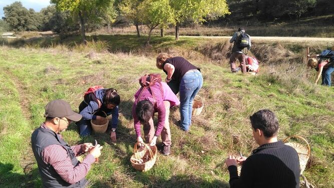 Dentro del XX Noviembre Micológico se celebrará una salida para recolectar setas en la Sierra de Aracena.