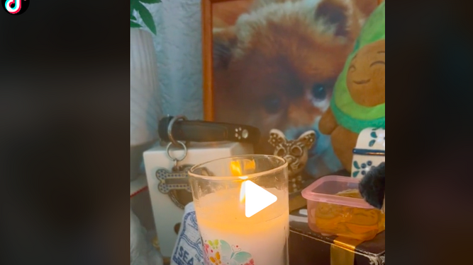 Un curioso vídeo de Tik Tok podría afirmar que las mascotas fallecidas nos visitan desde el más allá