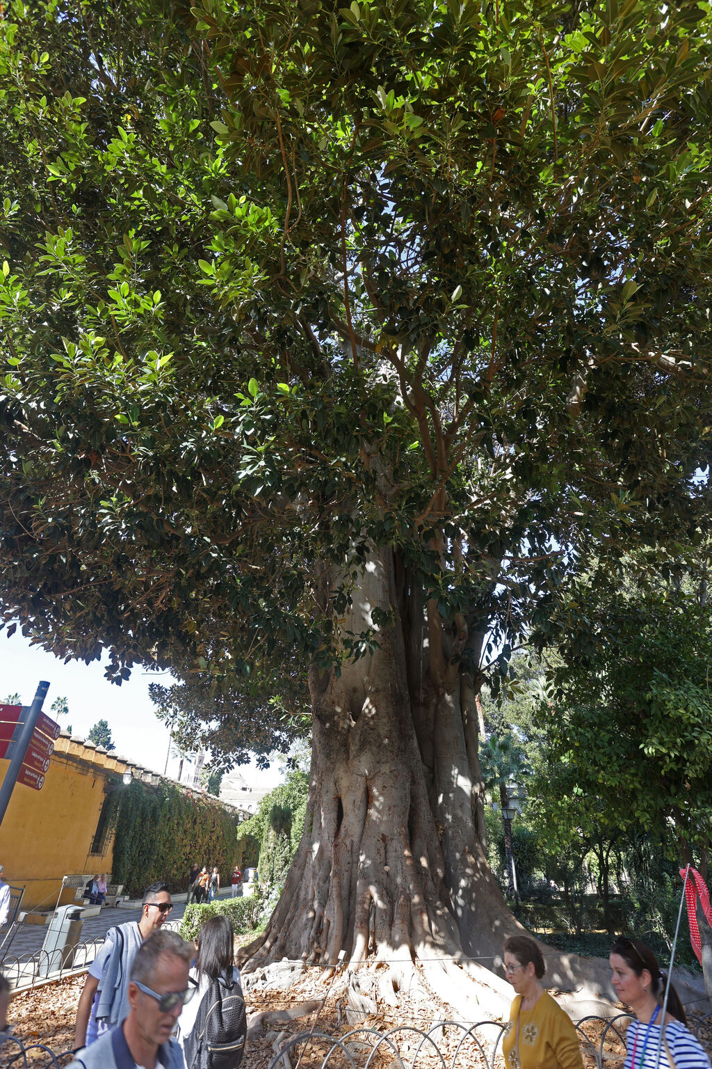 Los Ficus de los Jardines de Murillo