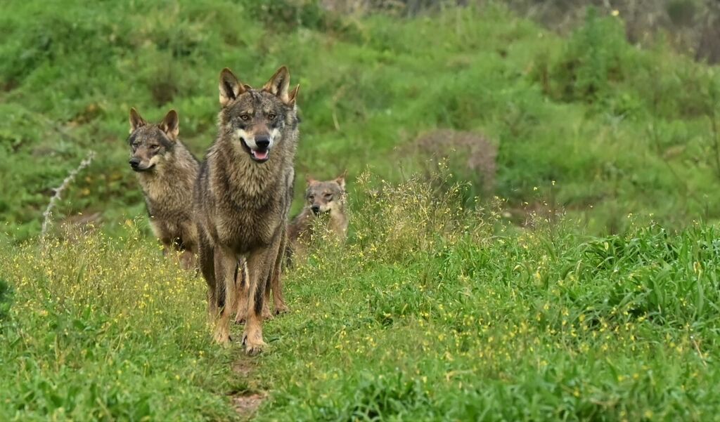 As&iacute; es la manda de 20 lobos que habita en una finca sevillana de Las Pajanosas.