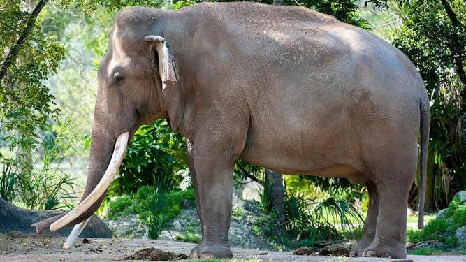 Sacrifican al elefante asiático más viejo de Estados Unidos  en el zoo de Miami