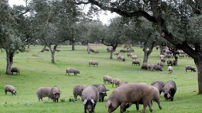 Cerdos en la dehesa de Huelva.