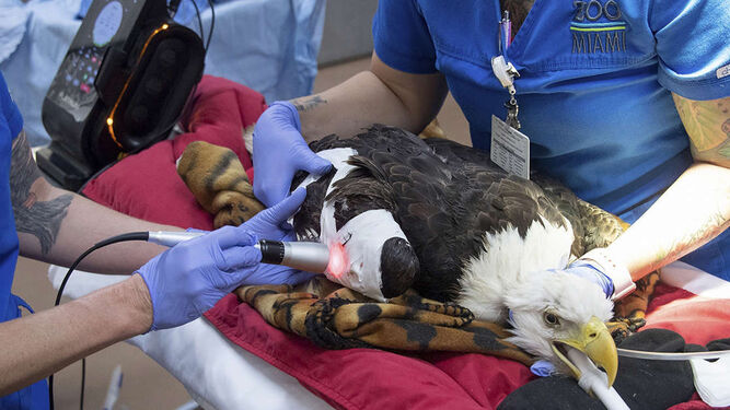 Operan en una compleja operación a Rita, un águila calva famosa en la web