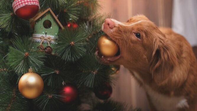 Consejos para evitar que tu perro ataque el árbol de Navidad