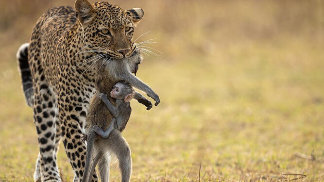Una cruel pero real y viral imagen muestra la fauna salvaje: un pequeño babuino se aferra a su madre tras ser atacada por un leopardo