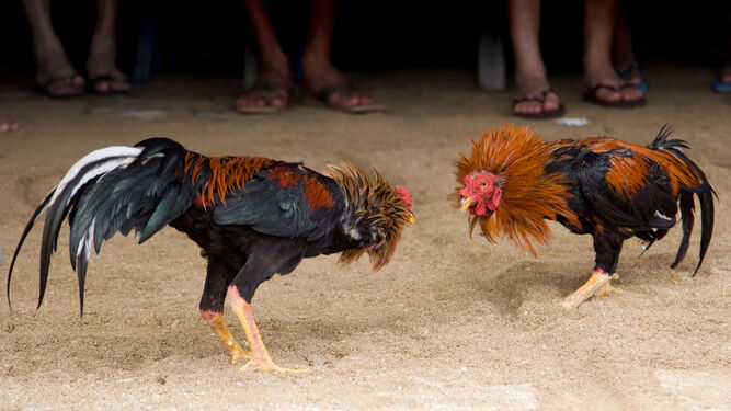 Requisitos para que una pelea de gallos sea legal en Andalucía