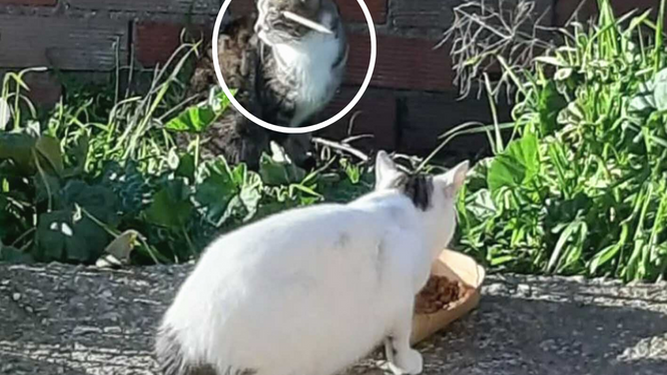 Encuentran viva a una gata con la cabeza atravesada por una flecha