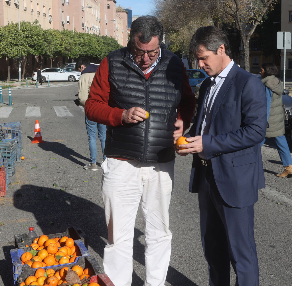Recogida de la naranja de las calles de Sevilla