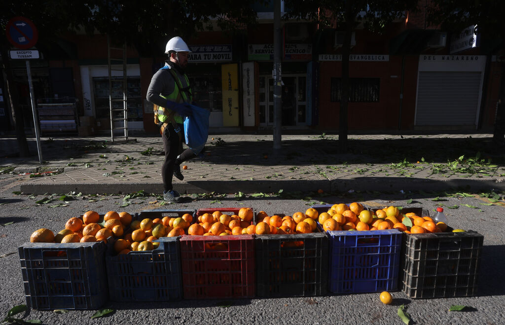 Recogida de la naranja de las calles de Sevilla
