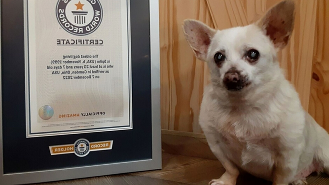 Spike se convierte en el nuevo perro más viejo del mundo según Guinness Records