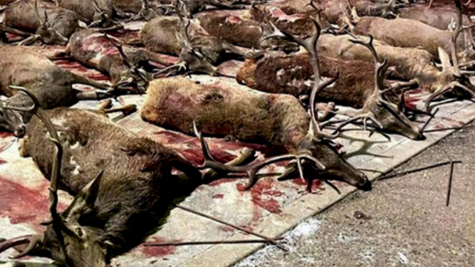 Imágenes explícitas: Pacma muestra a los 156 animales abatidos en una montería en una finca de la Junta de Andalucía