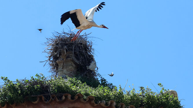 Una cigüeña blanca alza el vuelo desde su nido