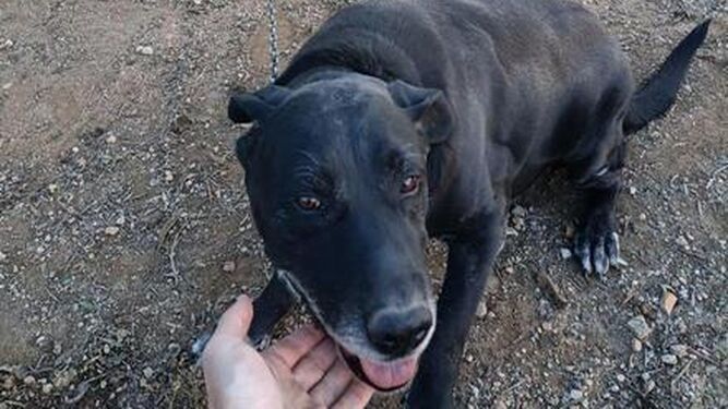 La Policía Local de Palma libera a un perro que llevaba diez años atado a una cadena