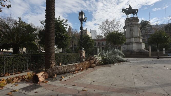 El viento derriba una palmera de grandes dimensiones en la Plaza Nueva de Sevilla