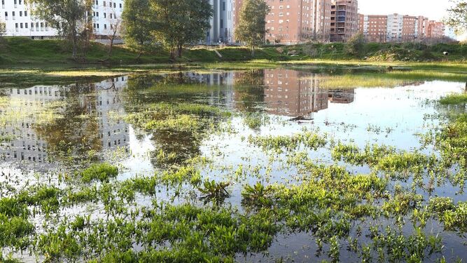 El Pleno de Sevilla apoya por unanimidad proteger los humedales de la zona Este