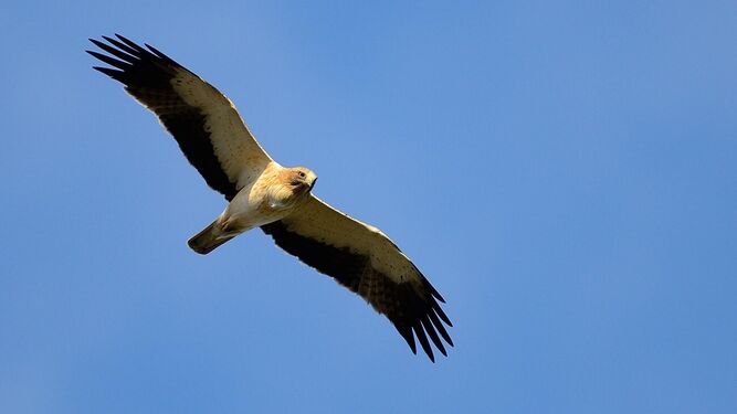 El CSIC detecta pesticidas agrícolas que afectan a la reproducción del águila calzada