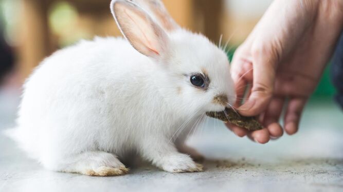 7 ventajas de tener un conejo como mascota