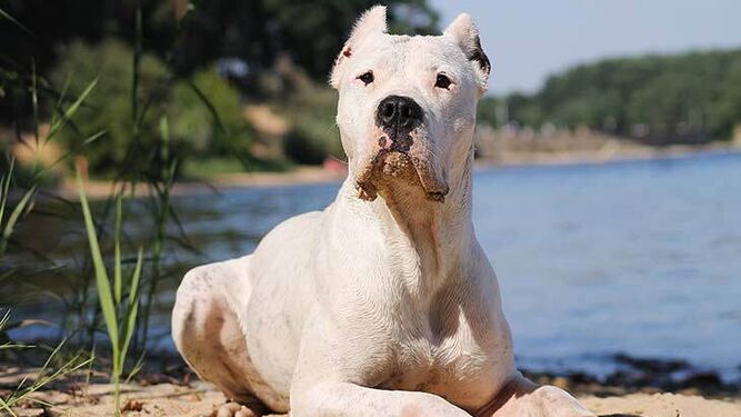 Cómo es el Dogo argentino, el perro creado para proteger a su familia