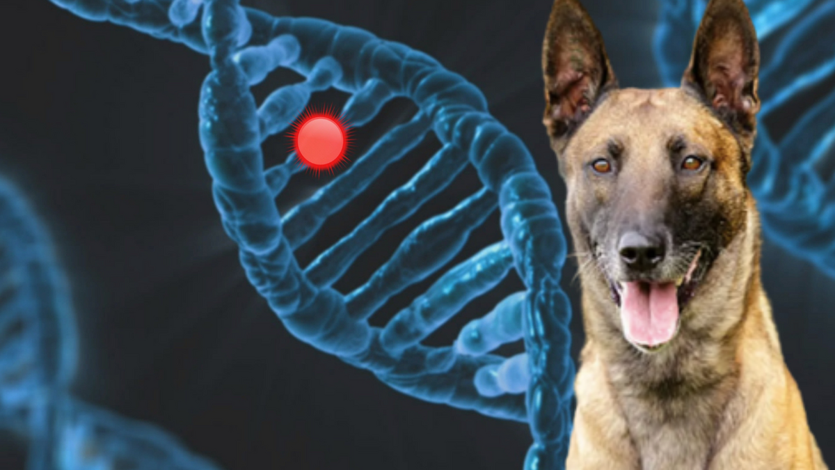 Un estudio examina la relación entre el comportamiento canino y su herencia  genética