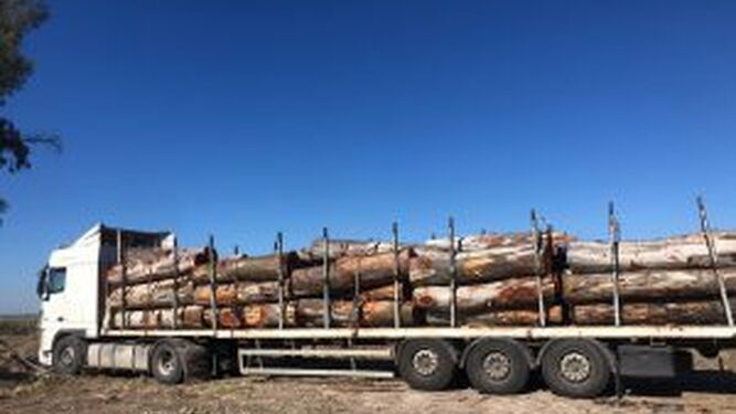 El Ayuntamiento de Utrera denuncia la tala de cientos de árboles con autorización de la Junta