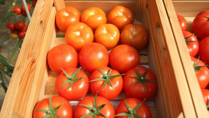 Una caja de tomates, producto estrella de Los Palacios y Villafranca conocido como el ‘bombón colorao’.