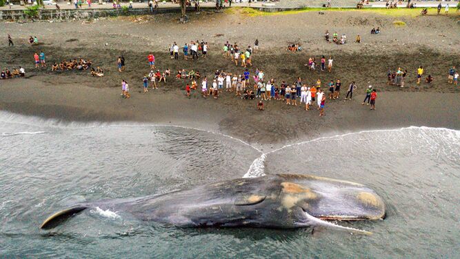 Encuentran tres ballenas muertas en Bali en menos de una semana