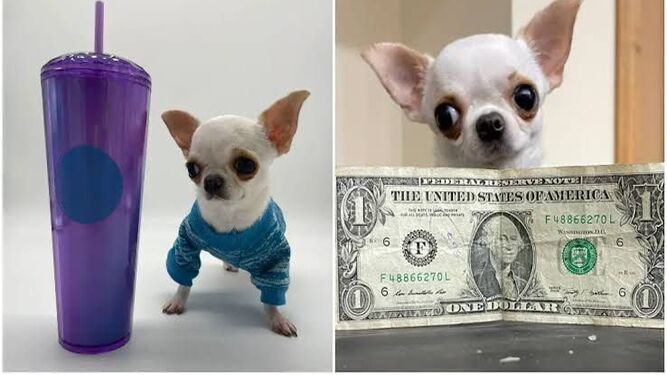La chihuahua Pearl se lleva el título del perro más pequeño del mundo: es casi del tamaño de un billete de un dolar
