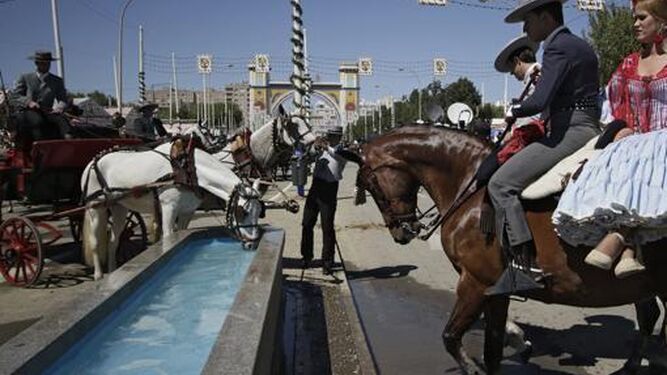Maltrato animal: muere una yegua por deshidratación en la Feria de Sevilla y la policía investiga el suceso
